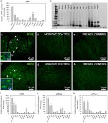 Brainstem development is similar to spinal cord development and unfolds like a book. Feeding And Food Availability Modulate Brain Derived Neurotrophic Factor An Orexigen With Metabolic Roles In Zebrafish Scientific Reports