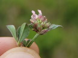 Image result for Trifolium
