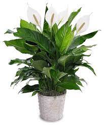 Spathiphyllum Plant In 2021 Peace Lily Plant Lily Plants Peace Lily