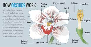 A typical (perfect) flower is complete. How Orchids Work Howstuffworks