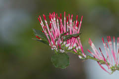 Image result for Agelanthus lugardii