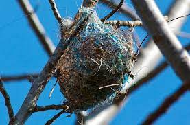 Even before lockdown we were fast outgrowing forest lane lodge. Hidden Messages Found In Bird Nest Decorations Wired