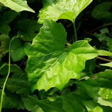 Image result for Mikania