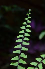 Image result for Adiantum incisum