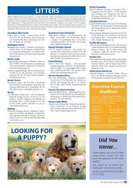 Submit your email address below to be notified when a new puppy ad is placed for the tibetan terrier. Litters Looking For A Puppy New Zealand Kennel Club