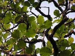 Image result for Mitragyna stipulosa