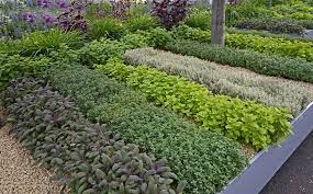 Quick design ideas for your front yard herb garden try a checkerboard. Designing Herb Gardens Attractive And Efficient