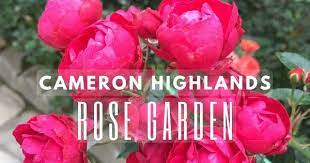 Forging a path through dense vegetation, he reached a magnificent and sublime plateau 'shut up in the mountains' along the vast titiwangsa range. 4 Best Rose Gardens In Cameron Highlands That Flower Lovers Must Not Miss Out On