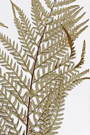 Image result for Pityrogramma