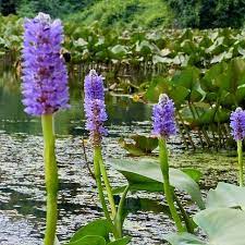 Maybe you would like to learn more about one of these? Pickerelweed Facts Care Planting Guide Pontederia Cordata Pond Informer