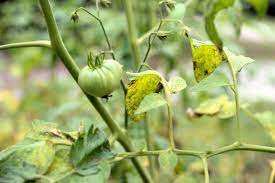 See more ideas about tomato blight, blight, tomato. Fighting Tomato Blight Hgtv