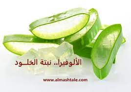 نبات الألوفيرا aloe vera لماذا أطلق عليها المصريين القدماء اسم نبتة الخلود in 2020 aloe vera cucumber aloe