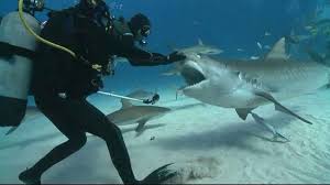 As divers, we're taught from day one that scuba is a team sport — well, a team of two, anyway. How Do Scuba Divers Avoid Shark Attacks Conquer The Water