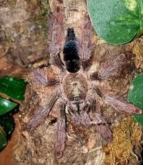 Image result for Pseudocyclosorus pulcher