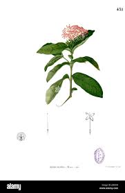 Image result for Ixora sp. A