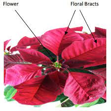 Poinsettia Propagation And Care Poinsettia Propagating Plants Green Backyard