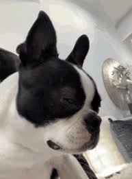 With tenor, maker of gif keyboard, add popular boston terrier birthday animated gifs to your conversations. Boston Terrier Gifs Tenor