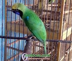 We did not find results for: Cucak Hijau Kepala Kuning Duet Tiga Tahun Menang 427 Kali Di Sumatera Om Kicau