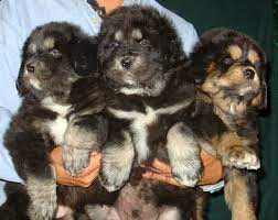 Tibetan Mastiff Puppies On Sale Buy Adopt All Over India Tibetan Mastiff Puppy British Mastiff Tibetan Mastiff