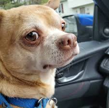 We did not find results for: Prancer The Viral Demonic Chihuahua Finds His Forever Home