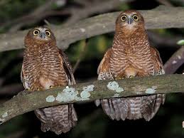 Christmas Island Hawk Owl Ninox Natalis Picture 2 In Ninox Natalis Owl Owl Pictures Owl Photos