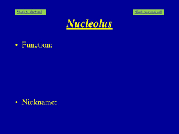 They appear as dense spherical bodies present near chromatin. Cell Wall Cell Membrane Back To Plant Cell Back To Animal Cell Cell Wall Cell Membrane Cell Wall Function Cell Membrane Function Cell Wall Ppt Download