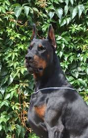 I raise each litter as if i gave birth to them and spend an equal amount of time finding them loving forever homes. European Doberman Puppies For Sale In Europe Crazypurplemama