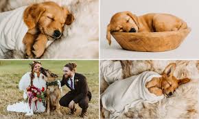 Breeders of merit are denoted by level in ascending order of: Photographer Turns Adorable New Golden Retriever Puppy Into Baby For Sweet Newborn Style Photoshoot Daily Mail Online