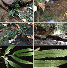 Image result for Lindsaea ensifolia