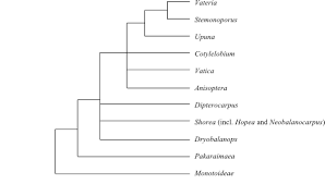 Image result for Octolepis decalepis