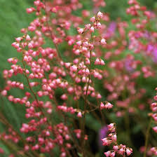 Favorite Plants Of Hummingbirds Cottage Garden Plants Farm Gardens