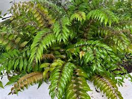 Image result for Erythrococca zambesiaca