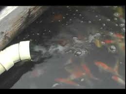 Building An Inexpensive Trickle Filter Pond Filter System Pond Filters Koi Pond