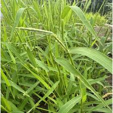 Image result for Alloteropsis paniculata