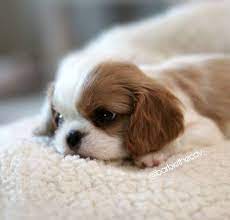 Between 4 and 5 months of age a puppy will get his permanent teeth pushing out the baby teeth. Pretty Baby Cavalier King Charles Spaniel King Charles Cavalier Spaniel Puppy Puppies Cute Baby Animals