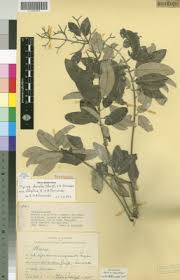 Image result for Ceratotheca integribracteata