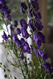 Monkshood Flower Garden Purple Flowers Witch Garden