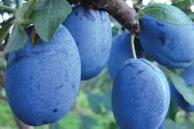 A plum is a fruit of some species in prunus subg. Plum Varieties Are Complex And Fascinating Slideshow Growing Produce