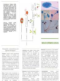 Mucormicosis rinocerebral en paciente con cefalea y diabetes mellitus. Triptico Mucor Hongo Organismos