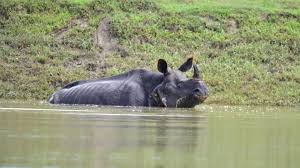 Iman sebelum ini disahkan menderita akibat masalah ketumbuhan pada uterus badak sumbu berkenaan yang dikesan sejak bulan mac 2014. Banjir 8 Badak Sumbu Satu Tanduk Di Taman Kaziranga Ditemui Mati
