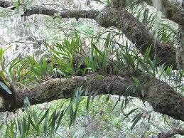 Image result for Lepisorus excavatus