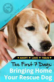 The First 7 Days Bringing Your Adopted Dog Home Rescue Puppies Rescue Dogs Dog Care