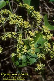 Image result for Hippocratea