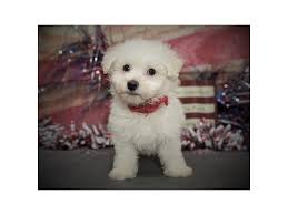 All baltimore bichon puppies are akc registered and sired from distinguished bichon frise pedigree akc males, breeding to our distinguished bichon frise pedigree akc females, and the health of your. Bichon Frise Puppies Petland Orlando East