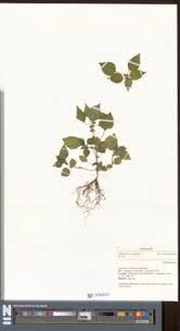 Image result for Acalypha brachystachya