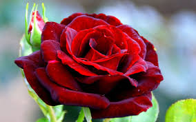 Rose Pic Full Hd Langford Waite 2560x1600 Beautiful Roses Beautiful Flowers Flowers