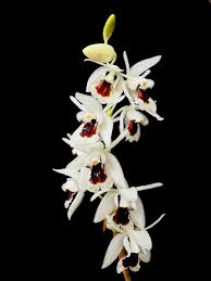 Image result for Angraecopsis amaniensis