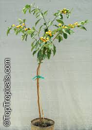 Image result for Solanum sp.no.2