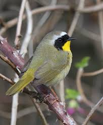 Black And White Birds In Pa Common Yellowthroat Backyard Birds Beautiful Birds Bird