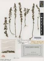 Image result for Bacopa floribunda